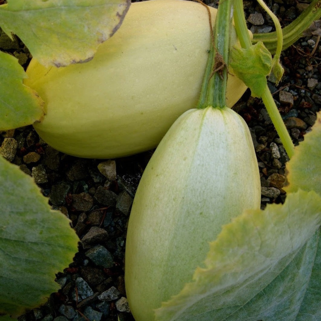 Courge ‘Spaghetti’ (Cucurbita pepo)