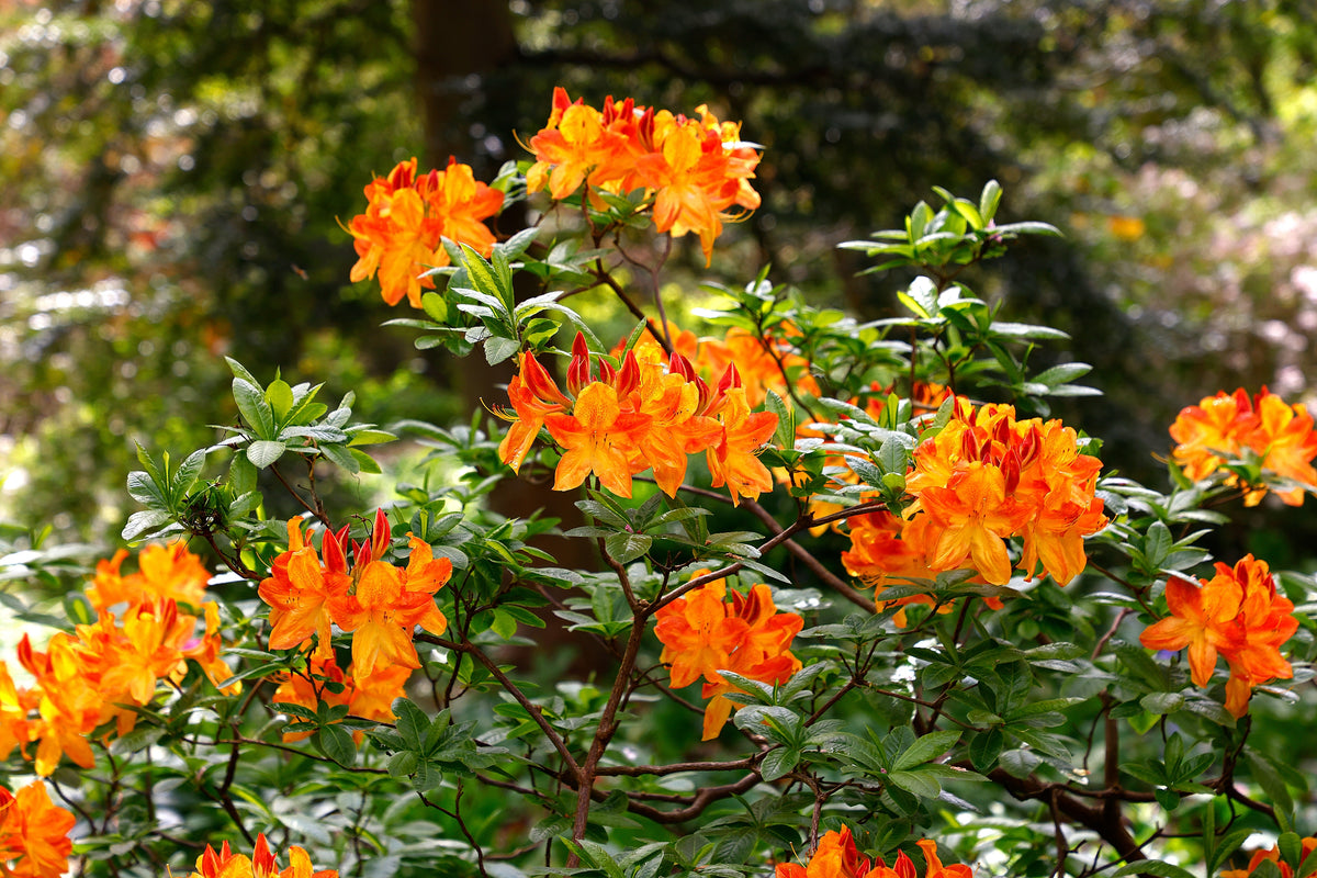 Azalea Exbury 'Arneson Gem'