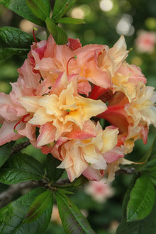 Azalea Exbury 'Cannon's Double'