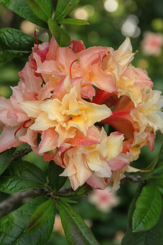 Azalée ‘Cannon's Double’ (Rhododendron)