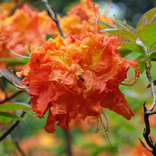 Azalea Exbury 'Gibraltar'