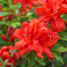 Azalea 'Fireball'