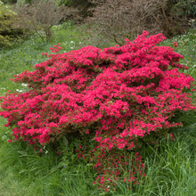Azalea 'Hino-Crimson'