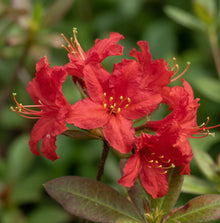 Azalea 'Mollala Red'