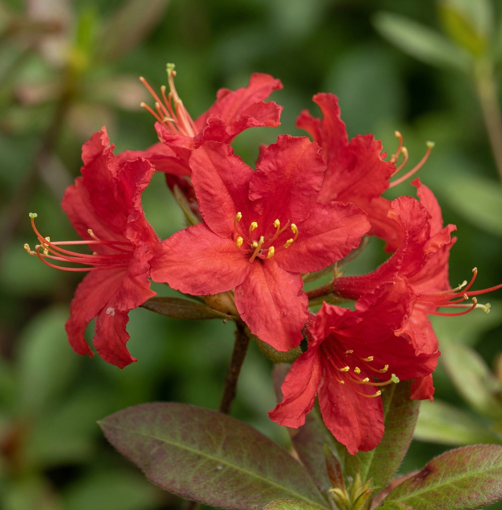 Azalea 'Mollala Red'