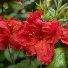 Azalea 'Red Demon'