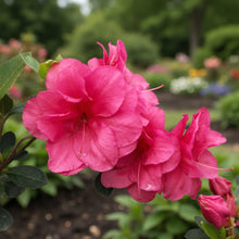 Azalea mollis 'Girard's Christina'