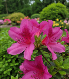Azalea mollis 'Girard's Fuschia'