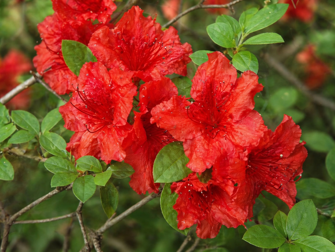Azalea mollis 'Girard's Hot Shot'
