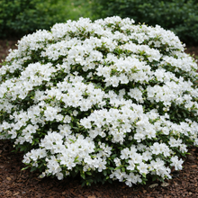 Azalea mollis 'Girard's Pleasant White'
