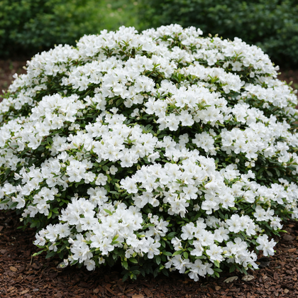 Azalea mollis 'Girard's Pleasant White'