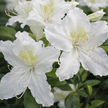 Azalea mollis 'Girard's Pleasant White'