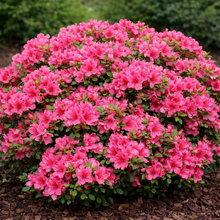 Azalea mollis 'Girard's Rose'