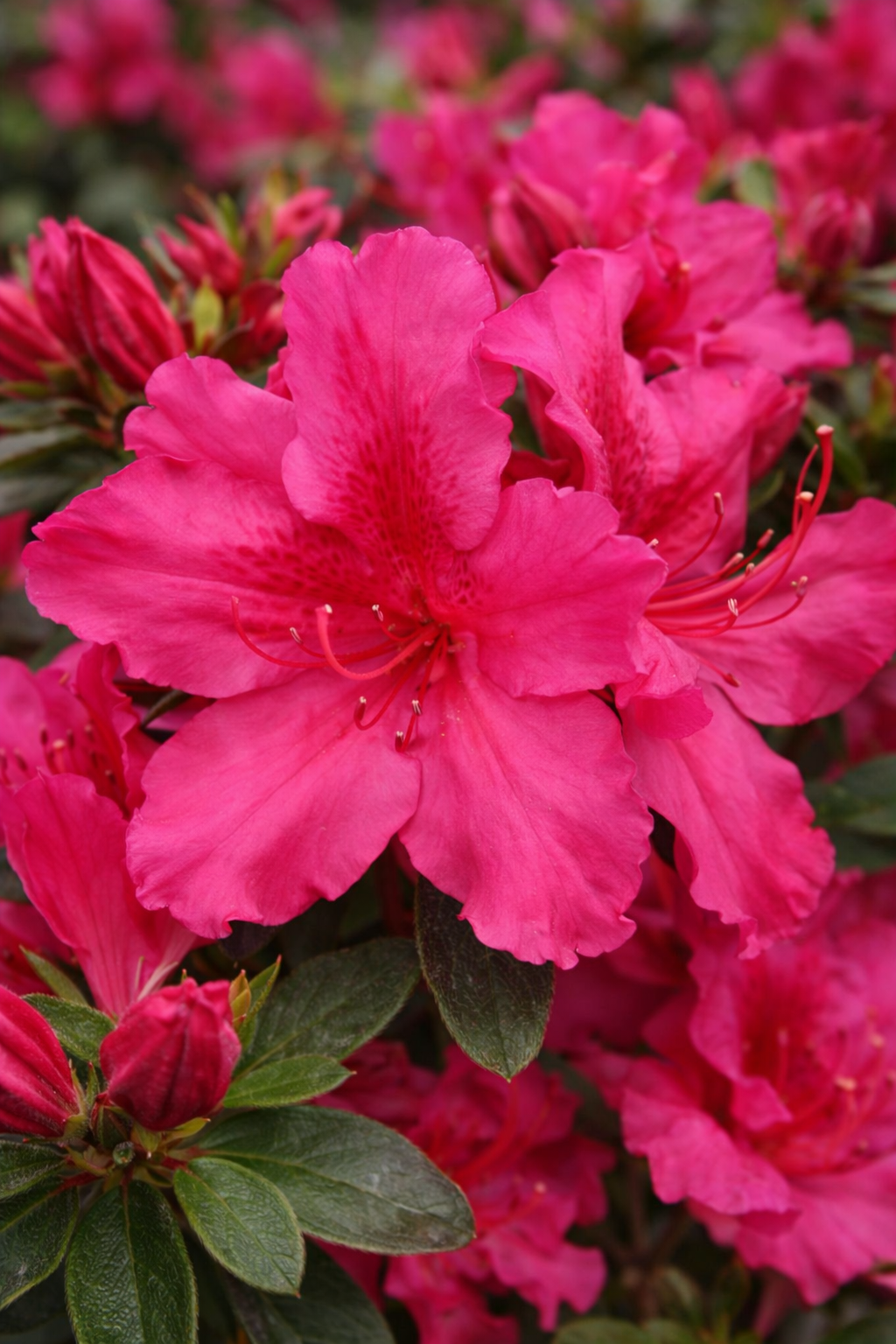Azalea mollis 'Girard's Rose'