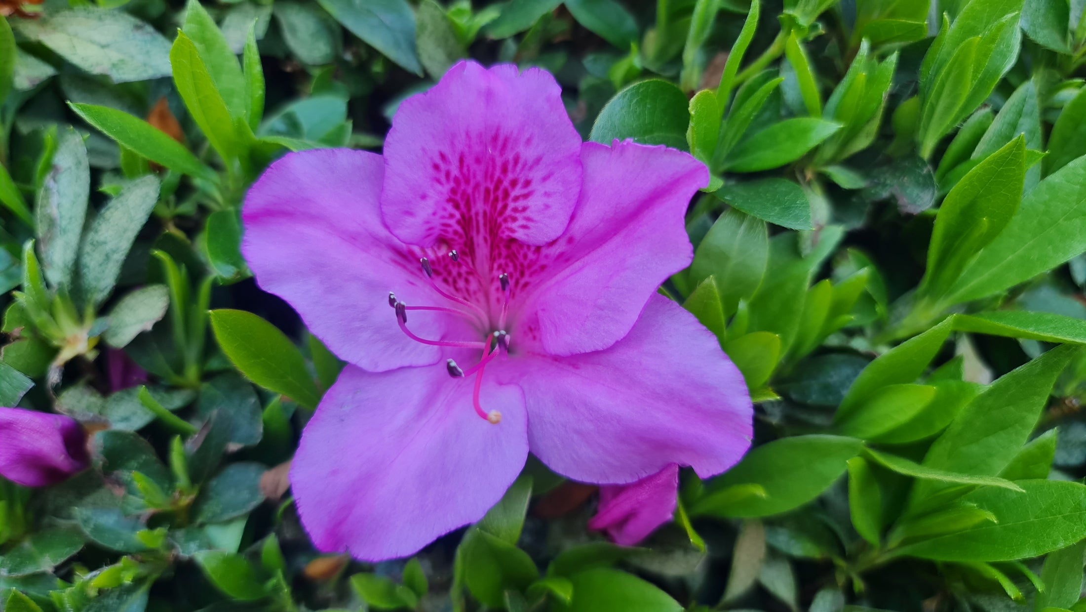Azalea mollis 'Karens'