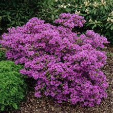 Azalea mollis 'Karens'