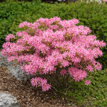 Azalea × 'Candy Lights'