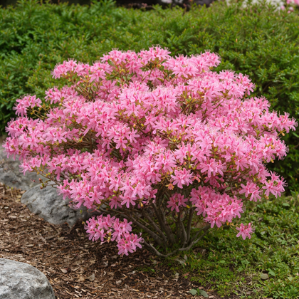 Azalea × 'Candy Lights'