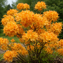 Azalea × 'Golden Lights'
