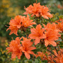 Azalea × 'Mandarin Lights'
