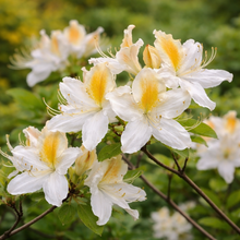 Azalea × 'Northern Hi-Lights'