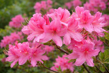 Azalea × 'Rosy Lights'