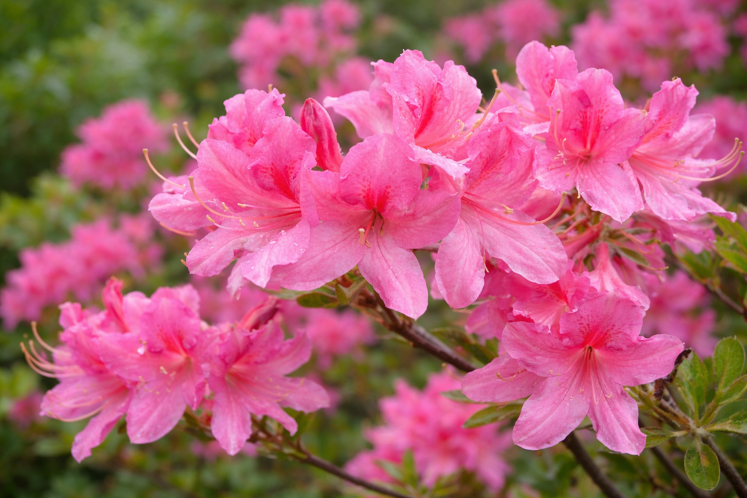 Azalea × 'Rosy Lights'