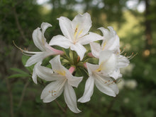 Azalea × 'White Lights'