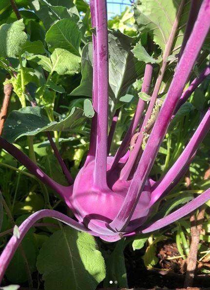 Chou-rave kohlrabi 'Azure Star' bio