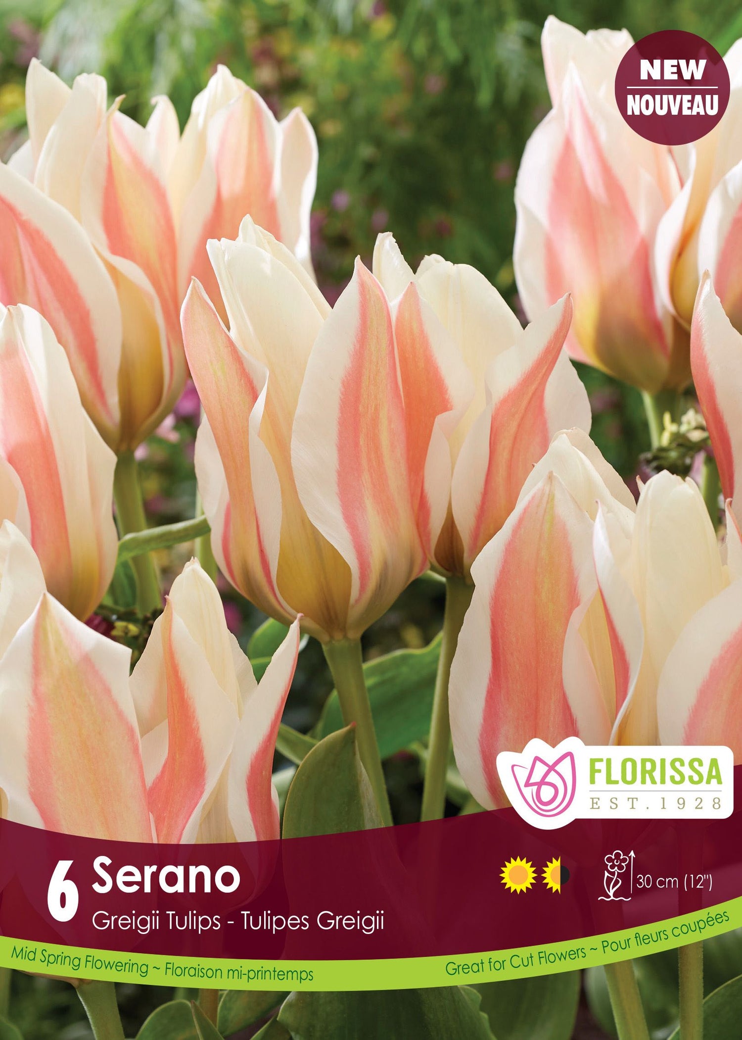Tulipe Serano