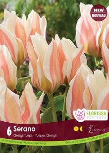 Serano Tulip