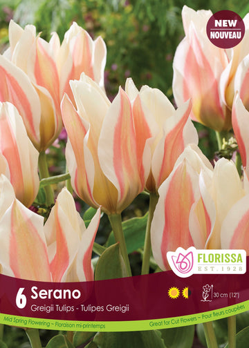 Tulipe Serano