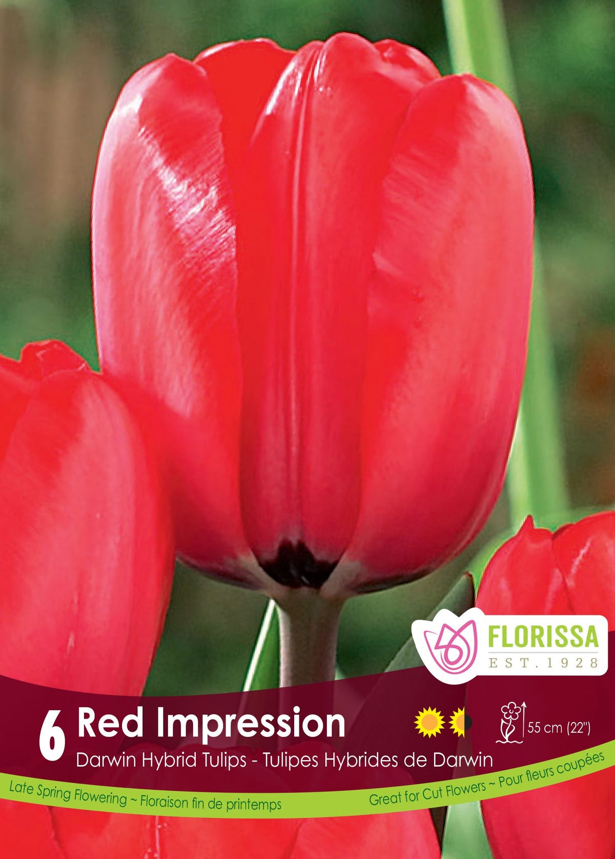Tulipe Red Impression