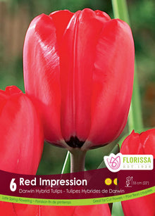 Tulipe Red Impression