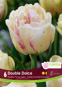 Tulipe Double Dolce ( Tulipa ) : une tulipe double blanc crème marquée de quelques stries roses. Le visuel Florissa présente la plante et son nom dans la partie inférieure de l’étiquette. La photographie occupe presque toute la surface, tandis que le bandeau du bas rassemble les indications du produit. Cette vue permet de reconnaître son apparence et de distinguer la variété présentée.