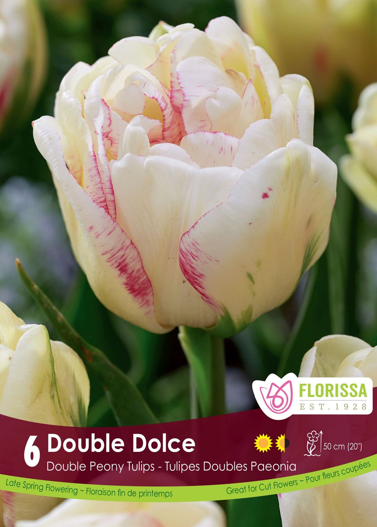 Tulipe Double Dolce ( Tulipa ) : une tulipe double blanc crème marquée de quelques stries roses. Le visuel Florissa présente la plante et son nom dans la partie inférieure de l’étiquette. La photographie occupe presque toute la surface, tandis que le bandeau du bas rassemble les indications du produit. Cette vue permet de reconnaître son apparence et de distinguer la variété présentée.