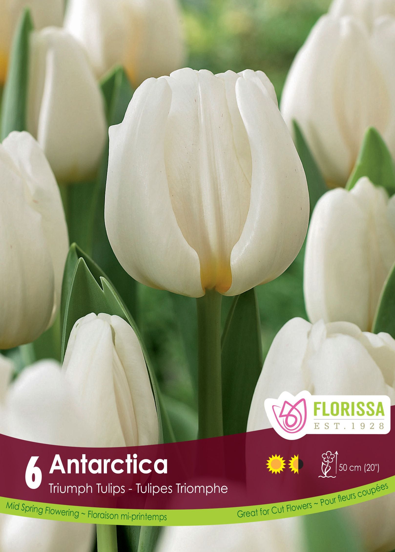 Tulipe Antarctica