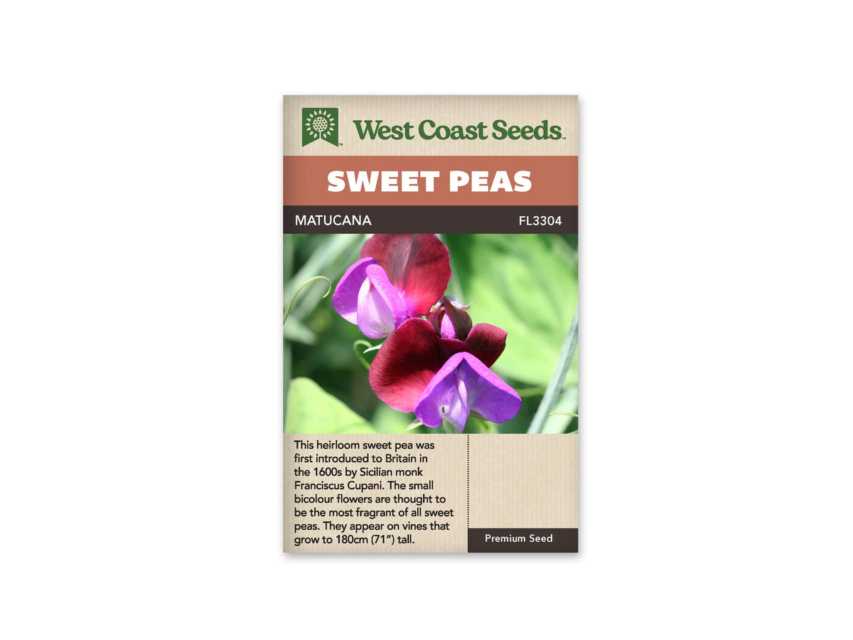 Sachet West Coast Seeds Matucana montrant deux fleurs de pois de senteur en gros plan. Les grands pétales supérieurs sont bordeaux foncé et les pétales repliés à l’avant sont violets. Une vrille courbe et des tiges vertes entourent les corolles. Le fond de feuillage flou met en valeur le contraste entre les deux couleurs.