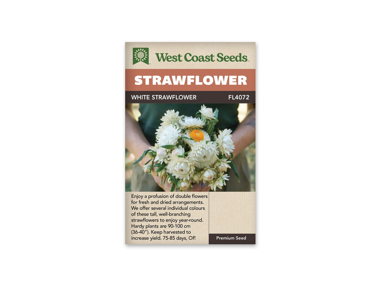 Le sachet West Coast Seeds montre des mains tenant un bouquet d'immortelles blanches. Les capitules doubles présentent des bractées crème disposées en rangées autour du centre; un disque jaune apparaît sur une fleur ouverte. Le feuillage vert accompagne les tiges et un vêtement sombre forme l'arrière-plan. Le bandeau indique White et la référence FL4072.