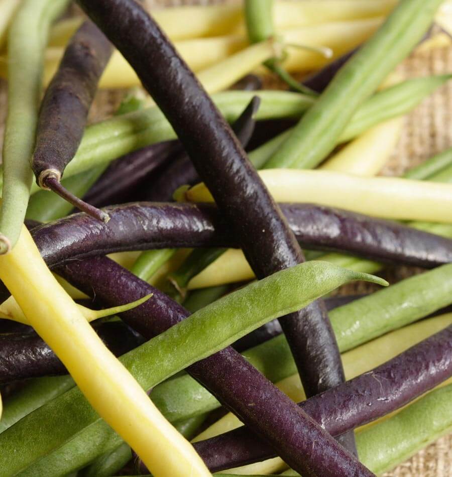 Gros plan sur une récolte de haricots du mélange Tricolor Bean Blend. Des gousses jaunes, vertes et pourpre foncé se croisent dans plusieurs directions et remplissent presque tout le cadre. Leurs extrémités fines et quelques pédoncules sont visibles. Une surface beige à texture tissée apparaît par endroits derrière les haricots, tandis que la lumière souligne les différences de couleur.