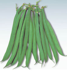 Photographie de gousses de haricot ‘Masai’ disposées en éventail sur un fond clair. Les haricots verts, fins et légèrement courbés, sont regroupés par leurs pédoncules dans le haut de l’image. Leurs pointes effilées se répartissent vers le bas. Une ombre légère souligne le relief de chaque gousse, sans montrer de feuillage, de fleurs ni de plant entier.