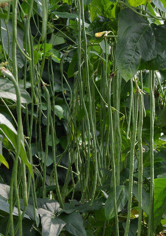 Photographie de longues gousses vertes de haricot ‘Noodle King’ pendant verticalement parmi un feuillage dense. Les haricots sont fins, étroits et de longueurs variées, avec des pointes effilées. De grandes feuilles vertes et des tiges grimpantes occupent l’arrière-plan. Une petite fleur claire apparaît vers le haut de l’image. Les gousses restent attachées aux plantes dans la scène de culture.