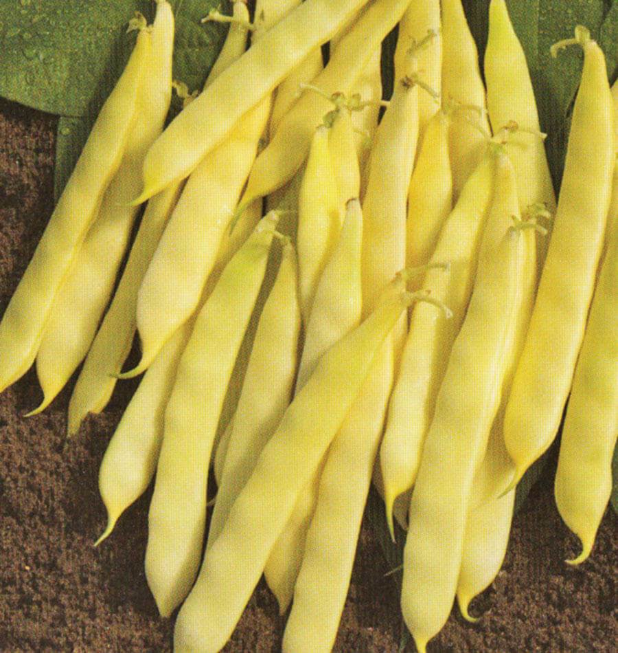 Photographie de gousses jaunes de haricot ‘Serpedor’ regroupées sur un fond brun texturé. Les haricots sont larges et aplatis, avec des contours légèrement courbés et des pointes effilées. Plusieurs pédoncules verts restent visibles dans le haut du groupe. Quelques feuilles vertes apparaissent en arrière-plan, tandis que les gousses claires occupent presque toute la surface de l’image.