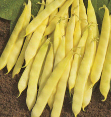Photographie de gousses jaunes de haricot ‘Serpedor’ regroupées sur un fond brun texturé. Les haricots sont larges et aplatis, avec des contours légèrement courbés et des pointes effilées. Plusieurs pédoncules verts restent visibles dans le haut du groupe. Quelques feuilles vertes apparaissent en arrière-plan, tandis que les gousses claires occupent presque toute la surface de l’image.