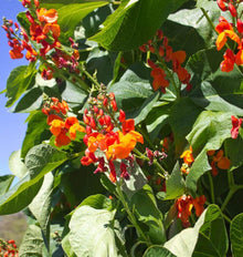 Photographie de grappes de fleurs écarlates du haricot d’Espagne ‘Scarlet Emperor’, parmi de grandes feuilles vertes nervurées. Plusieurs boutons rouges encore fermés entourent les fleurs ouvertes, éclairées par le soleil. Des tiges vertes se croisent derrière les grappes et quelques portions de ciel bleu apparaissent entre les feuilles. L’image montre surtout la floraison et le feuillage dense de la plante grimpante.