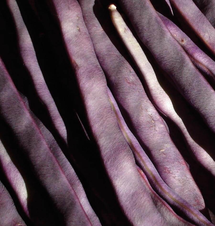 Photographie très rapprochée de gousses pourpres de haricot ‘Purple Peacock’. Les haricots allongés se superposent en diagonale et remplissent tout le cadre. Leur surface montre des nuances de violet sombre à mauve plus clair selon la lumière. Certaines gousses présentent une courbe ou un relief longitudinal discret, avec quelques pointes visibles. Le fond reste sombre entre les haricots, sans autre objet identifiable.