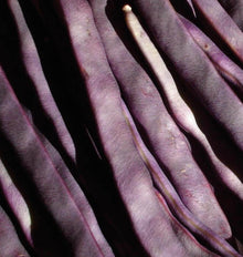 Photographie très rapprochée de gousses pourpres de haricot ‘Purple Peacock’. Les haricots allongés se superposent en diagonale et remplissent tout le cadre. Leur surface montre des nuances de violet sombre à mauve plus clair selon la lumière. Certaines gousses présentent une courbe ou un relief longitudinal discret, avec quelques pointes visibles. Le fond reste sombre entre les haricots, sans autre objet identifiable.