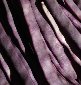 Photographie très rapprochée de gousses pourpres de haricot ‘Purple Peacock’. Les haricots allongés se superposent en diagonale et remplissent tout le cadre. Leur surface montre des nuances de violet sombre à mauve plus clair selon la lumière. Certaines gousses présentent une courbe ou un relief longitudinal discret, avec quelques pointes visibles. Le fond reste sombre entre les haricots, sans autre objet identifiable.