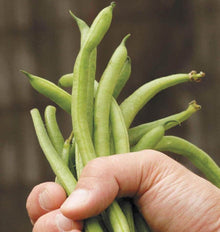 Photographie d’une main tenant un bouquet de longues gousses vertes de haricot ‘Fortex’. Les haricots étroits montent en éventail au-dessus des doigts, avec des pointes fines et quelques courbes légères. Leur surface présente un vert clair à moyen selon la lumière. La main occupe la partie inférieure droite de l’image, devant un arrière-plan brun uniformément flou.