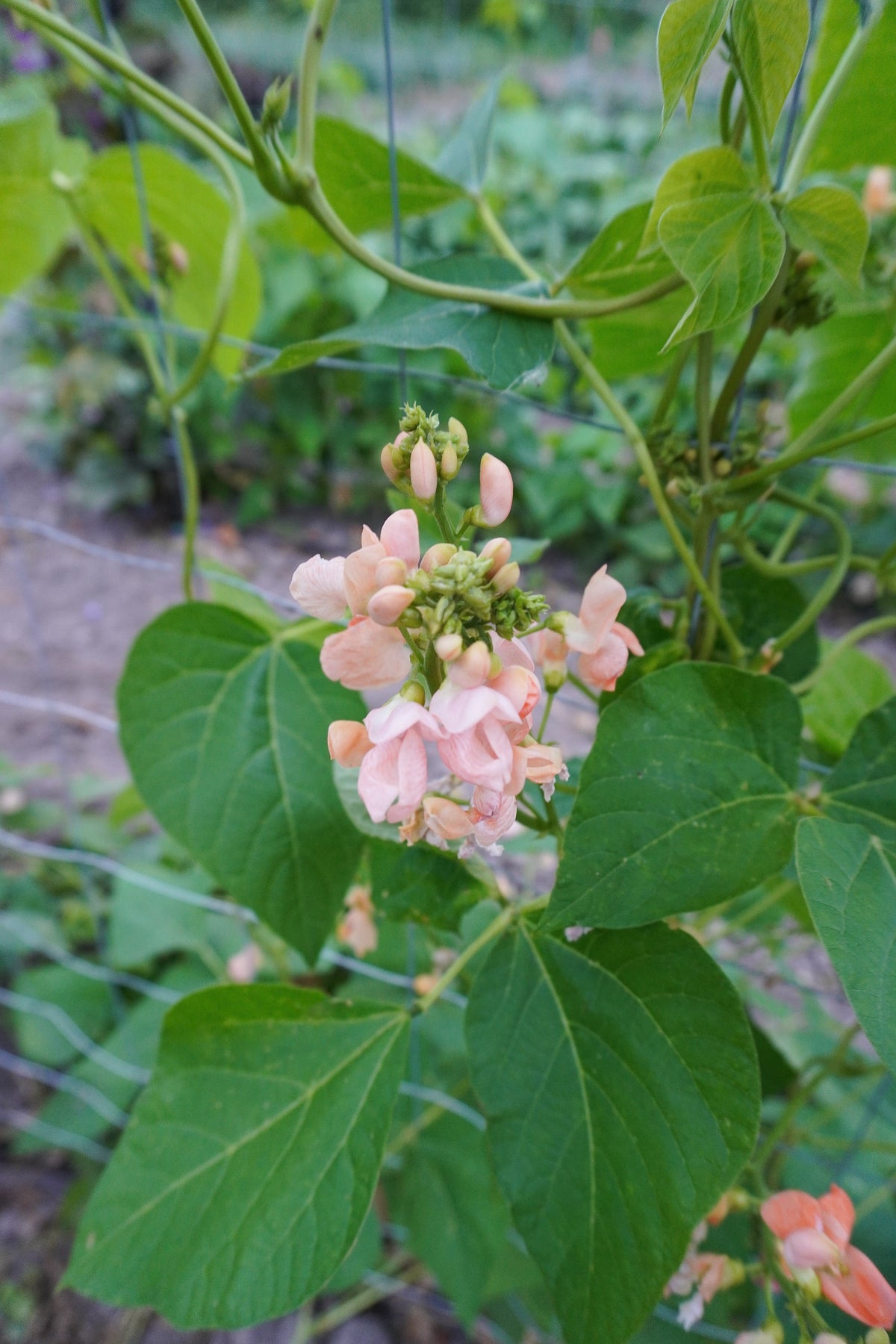 Photographie d’une grappe de fleurs couleur pêche du haricot d’Espagne ‘Sunset’, au centre d’un feuillage vert abondant. Plusieurs boutons pâles sont encore fermés au-dessus des fleurs ouvertes. Des tiges fines s’enroulent et se croisent dans l’arrière-plan légèrement flou. Les grandes feuilles présentent des nervures visibles, et une autre petite grappe fleurie apparaît partiellement dans le coin inférieur droit de l’image.